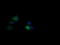 RasGAP antibody, LS-C174387, Lifespan Biosciences, Immunofluorescence image 