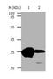 HP1 alpha antibody, TA323818, Origene, Western Blot image 