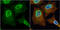 Phosphoglycerate Mutase 2 antibody, GTX109582, GeneTex, Immunofluorescence image 