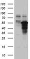 Zinc Finger Protein 718 antibody, TA811743, Origene, Western Blot image 