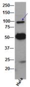 Valosin Containing Protein antibody, M00610, Boster Biological Technology, Immunoprecipitation image 