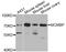 Minichromosome Maintenance Complex Binding Protein antibody, A3017, ABclonal Technology, Western Blot image 