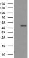 Ras association domain-containing protein 8 antibody, MA5-26226, Invitrogen Antibodies, Western Blot image 