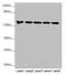 FAD Dependent Oxidoreductase Domain Containing 1 antibody, LS-C675773, Lifespan Biosciences, Western Blot image 