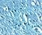 Transient Receptor Potential Cation Channel Subfamily C Member 3 antibody, NBP2-82043, Novus Biologicals, Immunohistochemistry paraffin image 