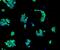 Eukaryotic Translation Initiation Factor 4A1 antibody, A03922-3, Boster Biological Technology, Immunofluorescence image 