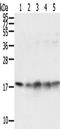 TATA-Box Binding Protein Associated Factor 11 antibody, TA350478, Origene, Western Blot image 