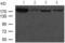 Fms Related Tyrosine Kinase 1 antibody, TA324003, Origene, Western Blot image 