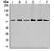 Cyclin-A1 antibody, LS-C353107, Lifespan Biosciences, Western Blot image 