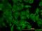 KRAS Proto-Oncogene, GTPase antibody, MCA3223Z, Bio-Rad (formerly AbD Serotec) , Western Blot image 