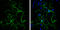 Synemin antibody, GTX134124, GeneTex, Immunocytochemistry image 