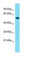 Uncharacterized protein C3orf19 homolog antibody, orb326136, Biorbyt, Western Blot image 