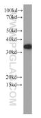 Eukaryotic Translation Elongation Factor 1 Beta 2 antibody, 60329-1-Ig, Proteintech Group, Western Blot image 