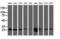 Caseinolytic Mitochondrial Matrix Peptidase Proteolytic Subunit antibody, LS-C172471, Lifespan Biosciences, Western Blot image 