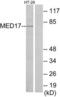 Mediator Complex Subunit 17 antibody, LS-C119283, Lifespan Biosciences, Western Blot image 