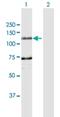 DDHD Domain Containing 1 antibody, H00080821-D01P, Novus Biologicals, Western Blot image 