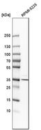 Biliverdin Reductase A antibody, HPA042865, Atlas Antibodies, Western Blot image 