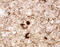 Microtubule Associated Protein Tau antibody, AF3494, R&D Systems, Immunohistochemistry frozen image 