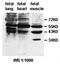 Amidohydrolase Domain Containing 2 antibody, orb77988, Biorbyt, Western Blot image 