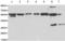 Prolyl 4-Hydroxylase Subunit Beta antibody, TA321235, Origene, Western Blot image 