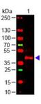 Short transient receptor potential channel 6 antibody, TA319583, Origene, Western Blot image 