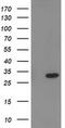 Phenylethanolamine N-Methyltransferase antibody, MA5-25531, Invitrogen Antibodies, Western Blot image 