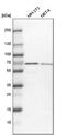 NOP58 Ribonucleoprotein antibody, PA5-54321, Invitrogen Antibodies, Western Blot image 