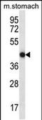 FYVE, RhoGEF and PH domain-containing protein 2 antibody, PA5-48526, Invitrogen Antibodies, Western Blot image 