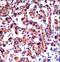 Histamine Receptor H1 antibody, LS-C165015, Lifespan Biosciences, Immunohistochemistry paraffin image 