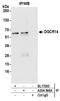Protein DGCR14 antibody, A304-566A, Bethyl Labs, Immunoprecipitation image 