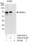 E3 ubiquitin-protein ligase MGRN1 antibody, A302-913A, Bethyl Labs, Immunoprecipitation image 