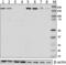 RB1 Inducible Coiled-Coil 1 antibody, 620002, BioLegend, Western Blot image 