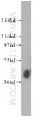 Solute Carrier Family 30 Member 7 antibody, 13966-1-AP, Proteintech Group, Western Blot image 
