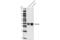 Musashi RNA Binding Protein 1 antibody, 85652S, Cell Signaling Technology, Western Blot image 