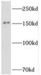 TATA Element Modulatory Factor 1 antibody, FNab08795, FineTest, Western Blot image 