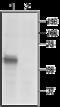 Purinergic Receptor P2X 3 antibody, GTX16876, GeneTex, Western Blot image 