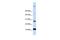 WD Repeat Domain 83 Opposite Strand antibody, GTX46346, GeneTex, Western Blot image 