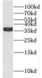 Retinaldehyde Binding Protein 1 antibody, FNab07318, FineTest, Western Blot image 