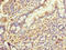 Q53GQ0 antibody, CSB-PA687494LA01HU, Cusabio, Immunohistochemistry frozen image 