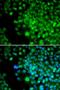 Four And A Half LIM Domains 1 antibody, LS-C346088, Lifespan Biosciences, Immunofluorescence image 