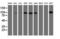 Phosphofructokinase, Platelet antibody, LS-C173562, Lifespan Biosciences, Western Blot image 