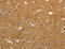 Gravin antibody, MBS2522529, MyBioSource, Immunohistochemistry frozen image 