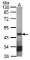 Septin-2 antibody, GTX101693, GeneTex, Western Blot image 