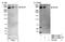 Chondroitin Sulfate Proteoglycan 4 antibody, NBP1-21361, Novus Biologicals, Western Blot image 