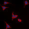 Frizzled Class Receptor 9 antibody, LS-C358990, Lifespan Biosciences, Immunofluorescence image 
