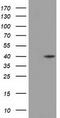Deoxyhypusine synthase antibody, TA501393, Origene, Western Blot image 