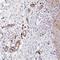 Tenomodulin antibody, HPA034961, Atlas Antibodies, Immunohistochemistry frozen image 