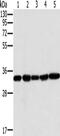 Mitochondrial carrier homolog 2 antibody, CSB-PA083456, Cusabio, Western Blot image 