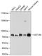 UDP-glucuronosyltransferase 1-F antibody, A02239, Boster Biological Technology, Western Blot image 