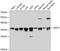 Serine/arginine-rich splicing factor 7 antibody, 19-995, ProSci, Western Blot image 